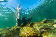 An eastern blue groper swims past snorkellers at Shelly Beach on the Northern Beaches of Sydney, NSW, Australia. 