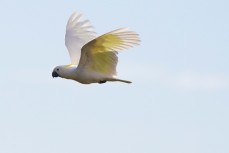 A cockatoo on the Northern beaches of Sydney, NSW, Australia. 