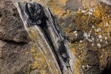 A 170-million-year-old tree encased in a rock at the Petrified Forest in the Catlins, New Zealand. 