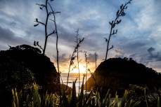 Sunset at the beautiful Bethells Beach, Auckland, New Zealand. 