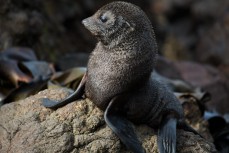 A New Zealand fur seal pup at a remote beach on Otago Peninsula, Dunedin, New Zealand. 