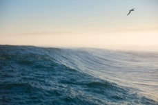 A wave draws off the reef at a remote reef break on the Otago coast, New Zealand. 