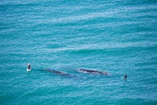 Sam Todd and Craig Latta encounter two southern right whales at Second Beach near St Clair, Dunedin, New Zealand. 