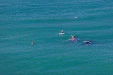 Sam Todd and Craig Latta encounter two southern right whales at Second Beach near St Clair, Dunedin, New Zealand. 