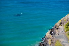 Sam Todd and Craig Latta encounter two southern right whales at Second Beach near St Clair, Dunedin, New Zealand. 