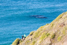 Two southern right whales frolic at Second Beach near St Clair, Dunedin, New Zealand. 