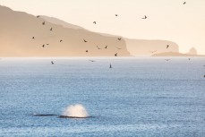 Two southern right whales frolic at Second Beach near St Clair, Dunedin, New Zealand. 