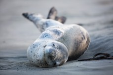 A leopard seal relaxes at Smaills Beach, Dunedin, New Zealand. 