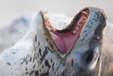 A leopard seal relaxes at Smaills Beach, Dunedin, New Zealand. 