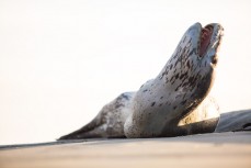 A leopard seal relaxes at Smaills Beach, Dunedin, New Zealand. 