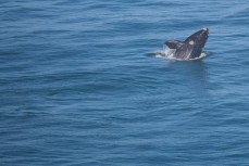 Tohora (southern right whales) play at Blackhead Beach, Dunedin, New Zealand. 