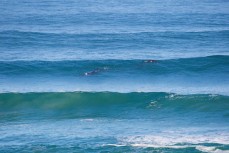 Tohora (southern right whales) play at Blackhead Beach, Dunedin, New Zealand. 