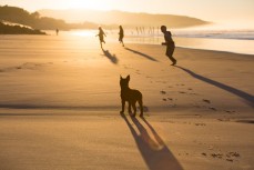 Kids run with their puppy on St Clair Beach, Dunedin, New Zealand. 