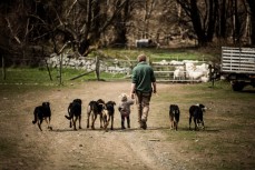 Guy Redfern, his daughter Matilda and team of dogs on Muzzle Station, on the Clarence River between the Inland and Seaward Kaikoura Ranges, Kaikoura, New Zealand. 
