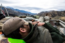 Sprat naps on the back of the ute on the journey out of Muzzle Station, on the Clarence River between the Inland and Seaward Kaikoura Ranges, Kaikoura, New Zealand. 