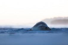 Sea lion 9024 takes in the sunset at Smaills Beach, Dunedin, New Zealand. 