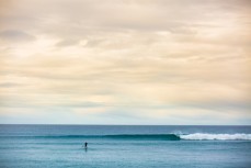 Lone wolf at St Clair Beach, Dunedin, New Zealand. 