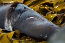 A New Zealand fur seal with a 1-foot wide bite mark rests in kelp at Blackhead Beach, Dunedin, New Zealand. 