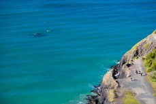 Two southern right whales frolic at Second Beach near St Clair, Dunedin, New Zealand. 