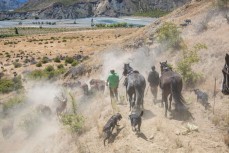 Dusty journeys during calf marking in January 2017 at the Ravine, Muzzle Station, Kaikoura, New Zealand.