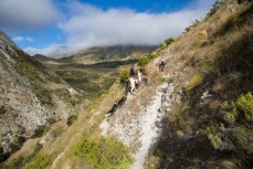 Guy Redfern climbs out for calf marking in January 2017 at the Ravine, Muzzle Station, Kaikoura, New Zealand.