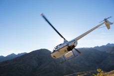 The R44 put to good use during calf marking in January 2017 at the Ravine, Muzzle Station, Kaikoura, New Zealand.