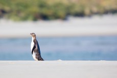 Yellow-eyed penguin walks on a remote beach on the Otago Peninsula, Dunedin, New Zealand.