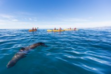 Perfect conditions during a pedal kayak with Levi of Levi Pedal Kayak Tours at Kaikoura, Canterbury, New Zealand.