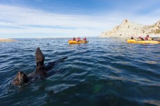 Perfect conditions during a pedal kayak with Levi of Levi Pedal Kayak Tours at Kaikoura, Canterbury, New Zealand.