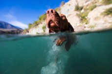 Maisey swims in the Clarence River at Muzzle Station, Kaikoura, New Zealand.