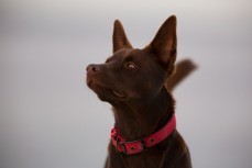 Remi sniffs the air at dusk near Brighton, Dunedin, New Zealand.