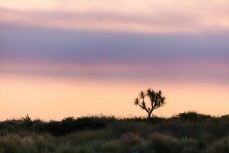 Ti kouka at dusk near Brighton, Dunedin, New Zealand.