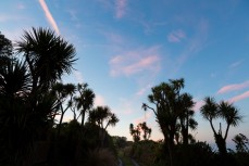 A grove of Ti Kouka, cabbage trees, on the south coast of Dunedin, New Zealand.