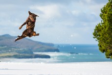 Remi chasing snowballs on a snow day at St Clair, Dunedin, New Zealand.