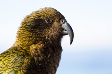 A kea waits for diners on a bluebird day at Treble Cone Ski Resort, Wanaka, Central Otago, New Zealand.