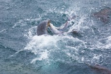 A sealion rips an octopus apart on the north coast at Aramoana, Dunedin, New Zealand.