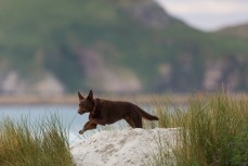 Remi taking in the sights and smells at Aramoana, Dunedin, New Zealand.