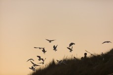 Seagulls flock around fish and chips in the late afternoon summer light at St Kilda, Dunedin, New Zealand.