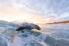 A female sea lion (Phocarctos hookeri) Vega catches waves in a small swell at St Kilda, Dunedin, New Zealand.