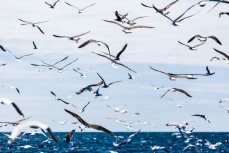 Seabirds amass during a fishing trip to the canyon off the coast of Dunedin, New Zealand.