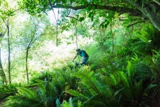 A racer descends through the fernery during Day 1 of racing in the sixth edition of the Emerson's 3 Peaks Enduro mountain bike race held in the hills above Dunedin, New Zealand, at the weekend (December 02-03, 2017).