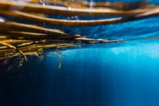 Bull kelp fronds at Cape Saunders, Dunedin, New Zealand.