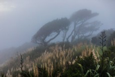 Wind blown trees at Raglan, Waikato, New Zealand.