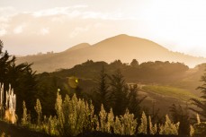 Saddle Hill in afernoon light, Dunedin, New Zealand.Credit: www.boxoflight.com/Derek Morrison