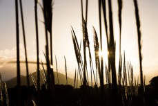Saddle Hill in afernoon light, Dunedin, New Zealand.Credit: www.boxoflight.com/Derek Morrison