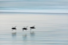 Oyster-catchers fly on dusk at St Kilda, Dunedin, New Zealand.Credit: www.boxoflight.com/Derek Morrison