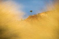 Cabbage tree at Aramoana, Dunedin, New Zealand.Credit: www.boxoflight.com/Derek Morrison