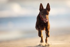 Remi, running in the sand at St Kilda, Dunedin, New Zealand.Credit: www.boxoflight.com/Derek Morrison