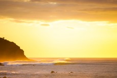 Golden plumes at Raglan, Waikato, New Zealand.