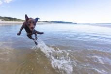 Remi leaps out of the water at St Clair, Dunedin, New Zealand. 